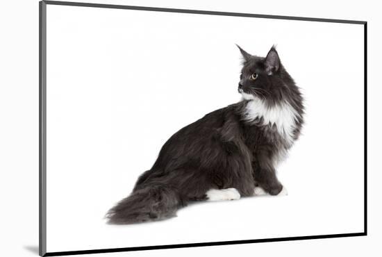 Maine Coon Cat-Fabio Petroni-Mounted Photographic Print