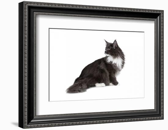 Maine Coon Cat-Fabio Petroni-Framed Photographic Print