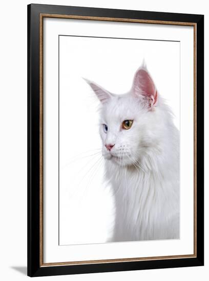 Maine Coon Cat-Fabio Petroni-Framed Photographic Print