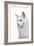 Maine Coon Cat-Fabio Petroni-Framed Photographic Print