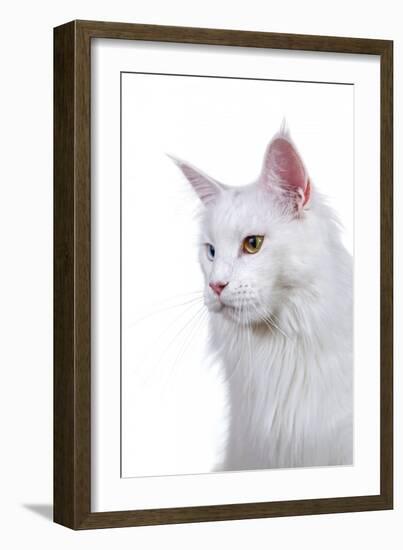 Maine Coon Cat-Fabio Petroni-Framed Photographic Print