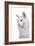 Maine Coon Cat-Fabio Petroni-Framed Photographic Print