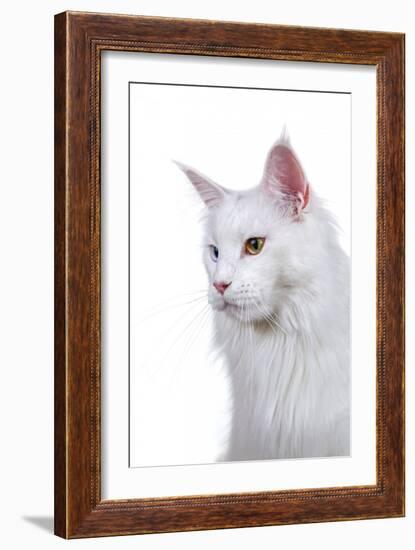 Maine Coon Cat-Fabio Petroni-Framed Photographic Print