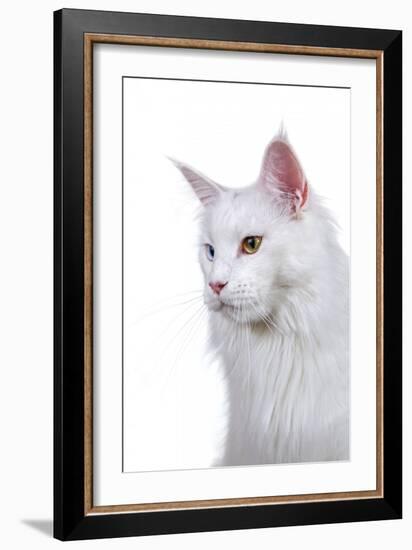 Maine Coon Cat-Fabio Petroni-Framed Photographic Print