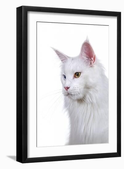 Maine Coon Cat-Fabio Petroni-Framed Photographic Print