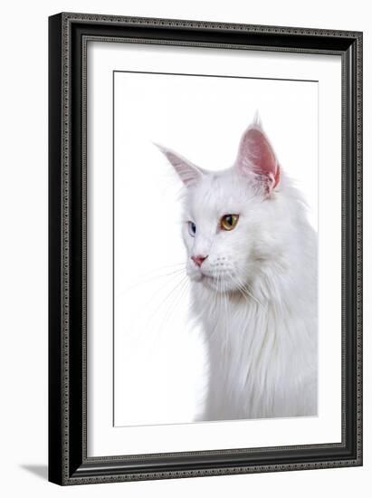 Maine Coon Cat-Fabio Petroni-Framed Photographic Print