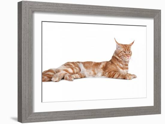 Maine Coon Cat-Fabio Petroni-Framed Photographic Print