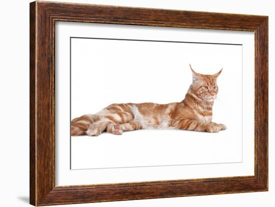 Maine Coon Cat-Fabio Petroni-Framed Photographic Print