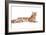 Maine Coon Cat-Fabio Petroni-Framed Photographic Print