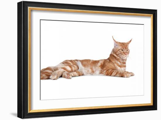 Maine Coon Cat-Fabio Petroni-Framed Photographic Print