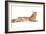 Maine Coon Cat-Fabio Petroni-Framed Photographic Print