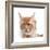 Maine Coon Cat-Fabio Petroni-Framed Photographic Print