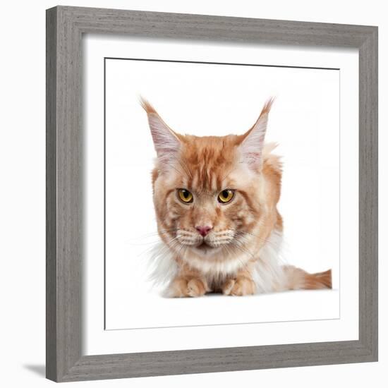 Maine Coon Cat-Fabio Petroni-Framed Photographic Print