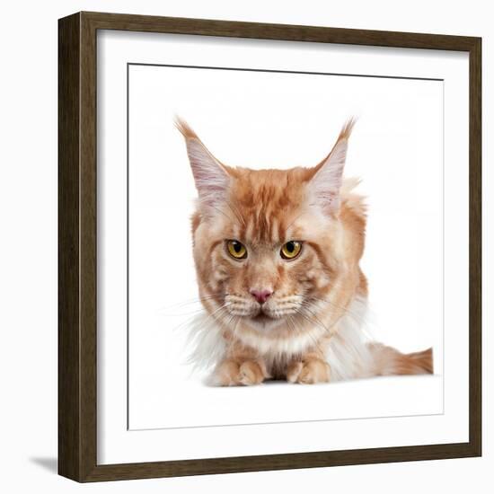 Maine Coon Cat-Fabio Petroni-Framed Photographic Print