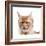 Maine Coon Cat-Fabio Petroni-Framed Photographic Print