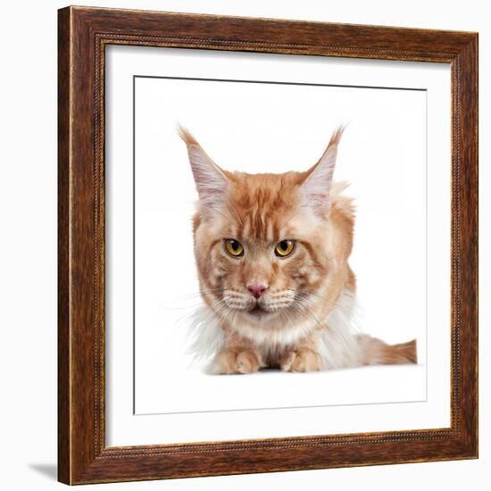 Maine Coon Cat-Fabio Petroni-Framed Photographic Print