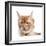 Maine Coon Cat-Fabio Petroni-Framed Photographic Print