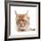 Maine Coon Cat-Fabio Petroni-Framed Photographic Print