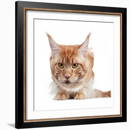 Maine Coon Cat-Fabio Petroni-Framed Photographic Print