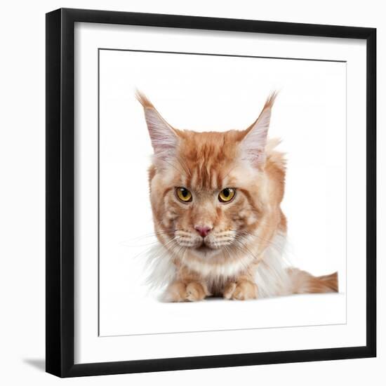 Maine Coon Cat-Fabio Petroni-Framed Photographic Print