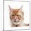 Maine Coon Cat-Fabio Petroni-Mounted Photographic Print