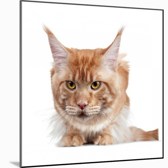 Maine Coon Cat-Fabio Petroni-Mounted Photographic Print