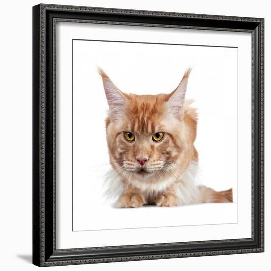 Maine Coon Cat-Fabio Petroni-Framed Photographic Print