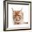 Maine Coon Cat-Fabio Petroni-Framed Photographic Print