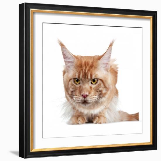 Maine Coon Cat-Fabio Petroni-Framed Photographic Print