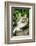Maine Coon Cat-null-Framed Photographic Print