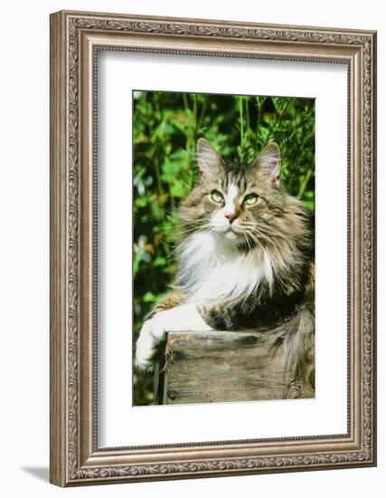 Maine Coon Cat-null-Framed Photographic Print