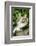 Maine Coon Cat-null-Framed Photographic Print