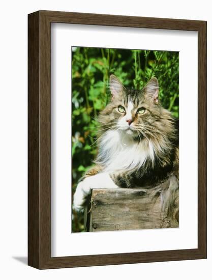 Maine Coon Cat-null-Framed Photographic Print