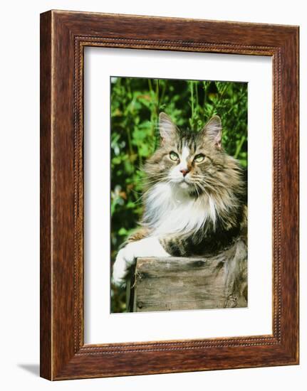 Maine Coon Cat-null-Framed Photographic Print