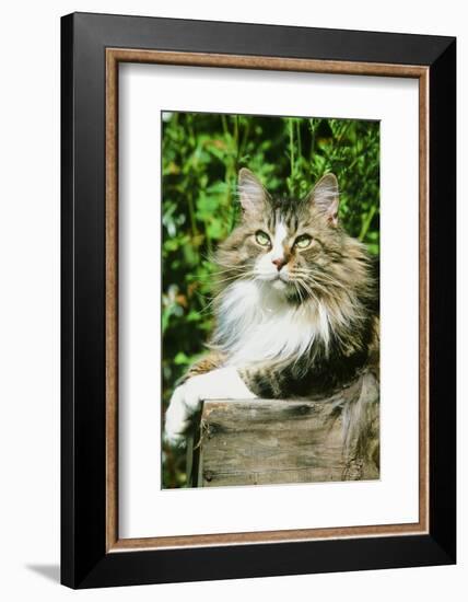 Maine Coon Cat-null-Framed Photographic Print