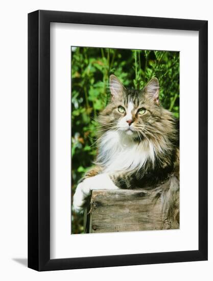 Maine Coon Cat-null-Framed Photographic Print