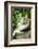 Maine Coon Cat-null-Framed Photographic Print