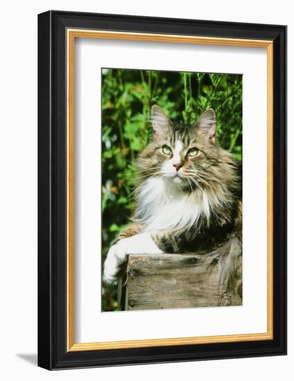 Maine Coon Cat-null-Framed Photographic Print