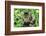 Maine Coon Cat-null-Framed Photographic Print