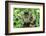 Maine Coon Cat-null-Framed Photographic Print