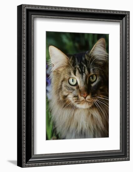 Maine Coon Cat-null-Framed Photographic Print