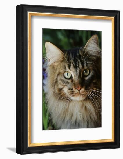 Maine Coon Cat-null-Framed Photographic Print