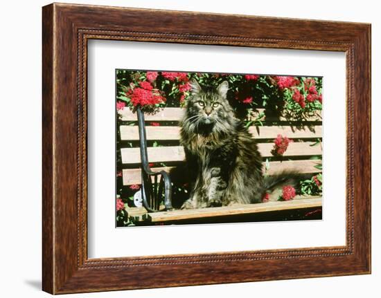 Maine Coon Cat-null-Framed Photographic Print