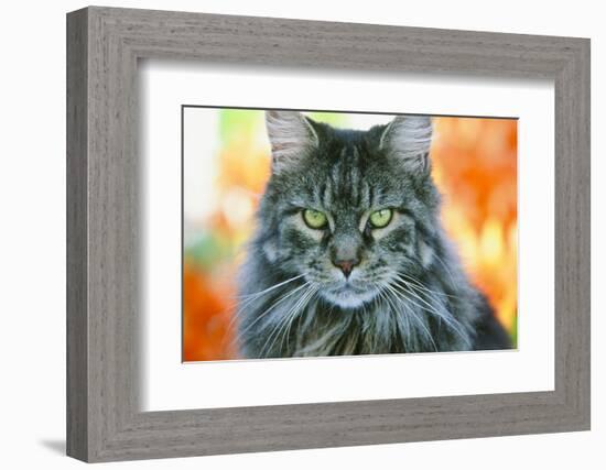 Maine Coon Cat-null-Framed Photographic Print