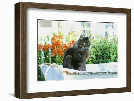 Maine Coon Cat-null-Framed Photographic Print