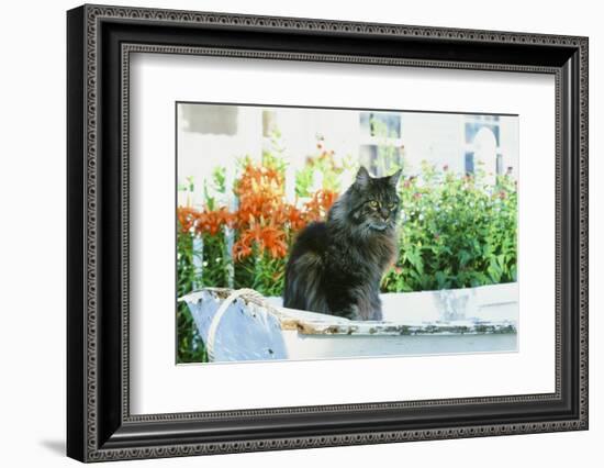 Maine Coon Cat-null-Framed Photographic Print