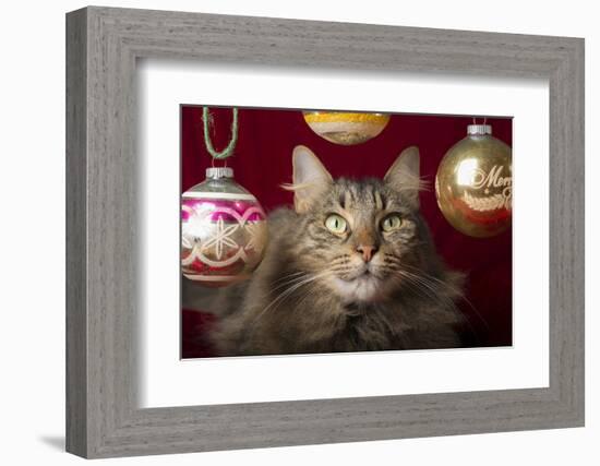 Maine Coon for Christmas with Collector Ornaments-Maresa Pryor-Framed Photographic Print
