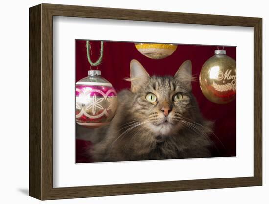 Maine Coon for Christmas with Collector Ornaments-Maresa Pryor-Framed Photographic Print