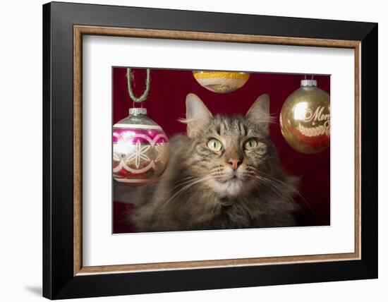 Maine Coon for Christmas with Collector Ornaments-Maresa Pryor-Framed Photographic Print