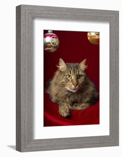 Maine Coon for Christmas with Collector Ornaments-Maresa Pryor-Framed Photographic Print